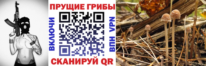 хочу наркоту  Прохладный  Псилоцибиновые грибы ЛСД 